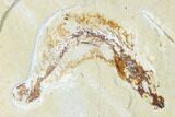 Cretaceous Fossil Lobster (Linuparus) And Fish - Lebanon #124004-2